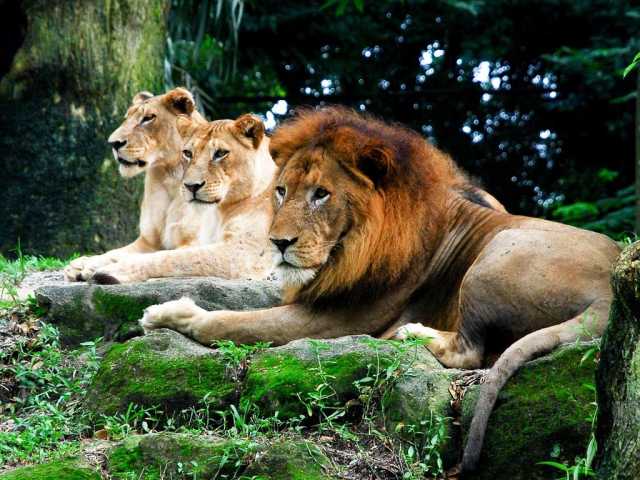 Alipore Zoo